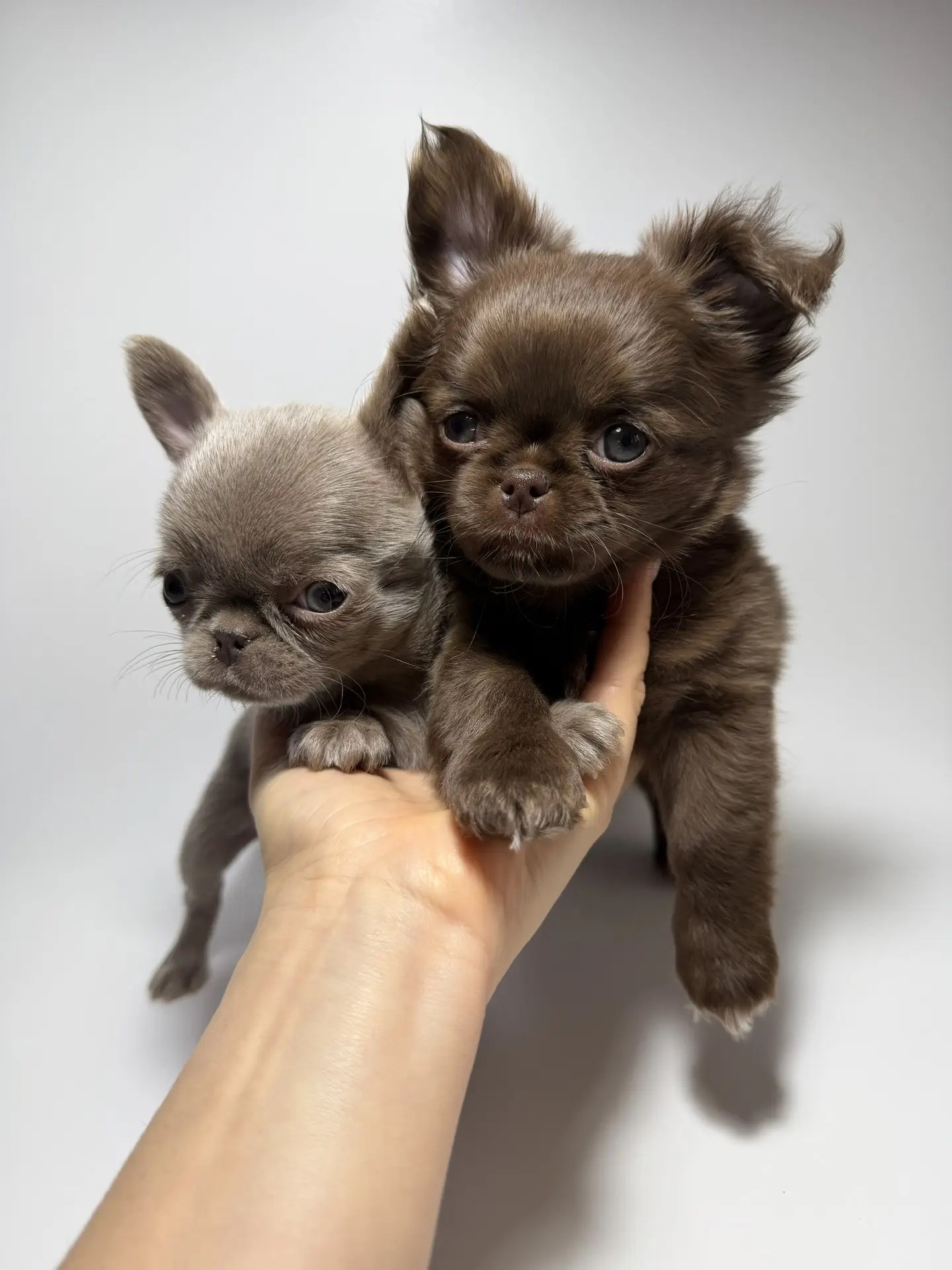 Щенок Чихуахуа элитного питомника Royal Paws, Окрас: Шоколадный и лиловый длинношёрстные