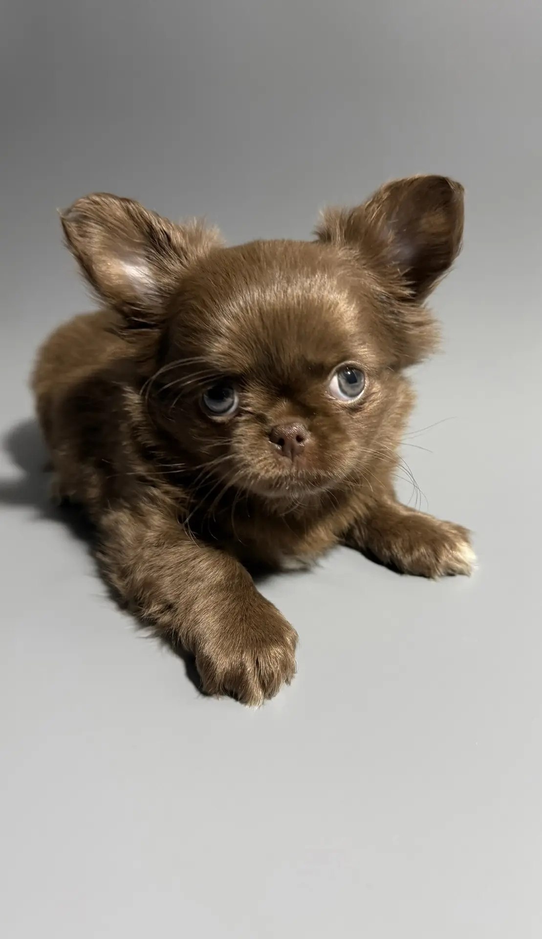 Щенок Чихуахуа элитного питомника Royal Paws, Окрас: Шоколадный длинношёрстный
