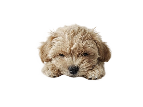 Щенок мальтипу элитного питомника Royal Paws