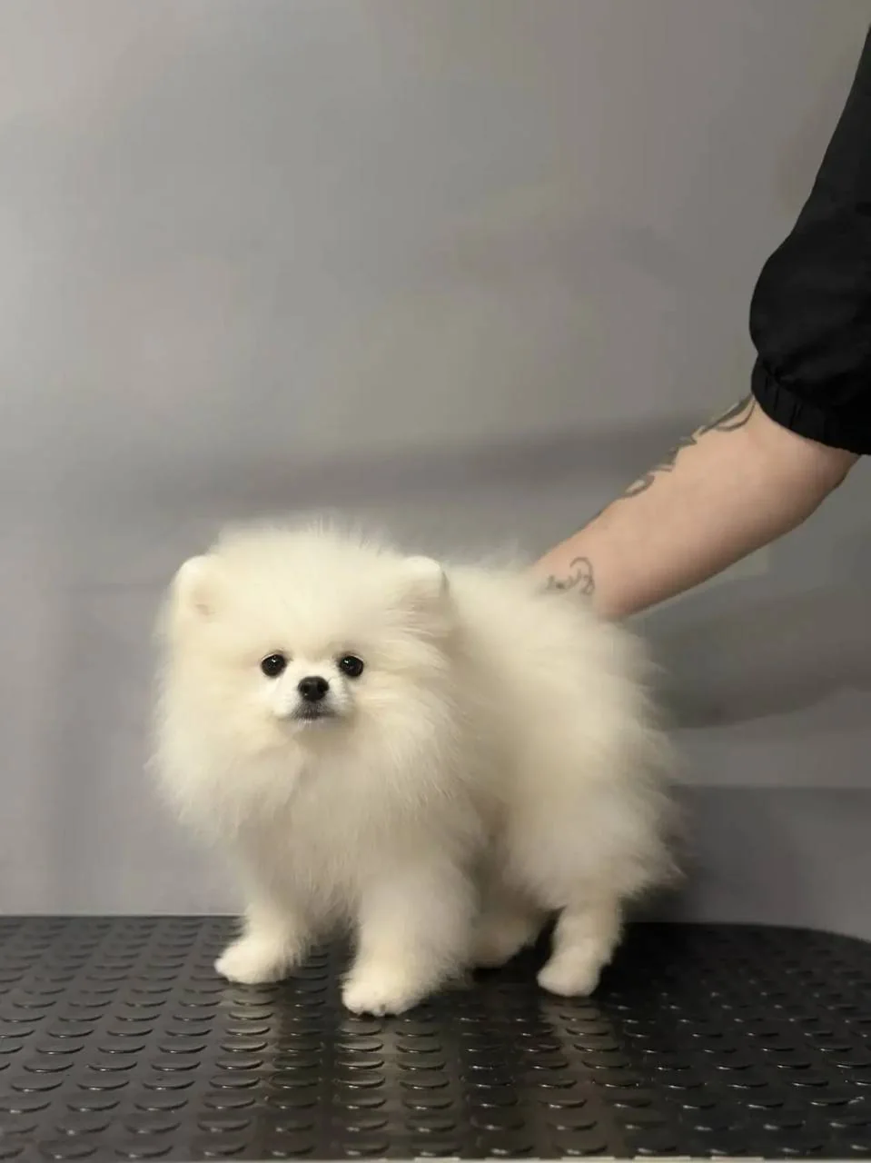 Белая девочка померанского шпица Royal Paws